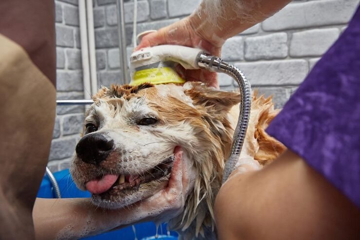 Tosa e Banho em Domicílio