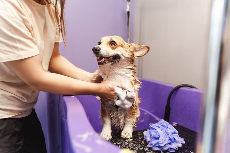 Tosa e Banho em Domicílio